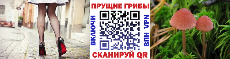 Псилоцибиновые грибы мухоморы как найти Ясногорск